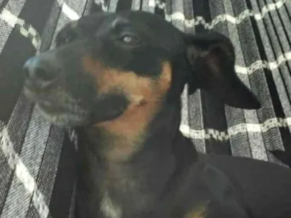 Cachorro raça Salsichas  idade 2 anos nome Nego,neguinha ,ruck