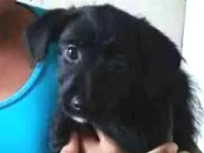 Cachorro ra a Vira-Lata idade 2 a 6 meses nome Violeta 