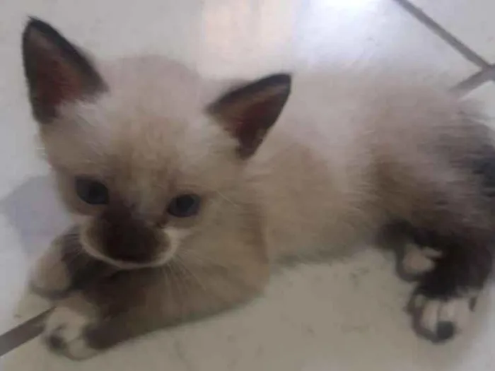 Gato ra a  idade Abaixo de 2 meses nome sem none
