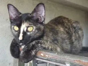 Gato raça  idade 2 a 6 meses nome joana
