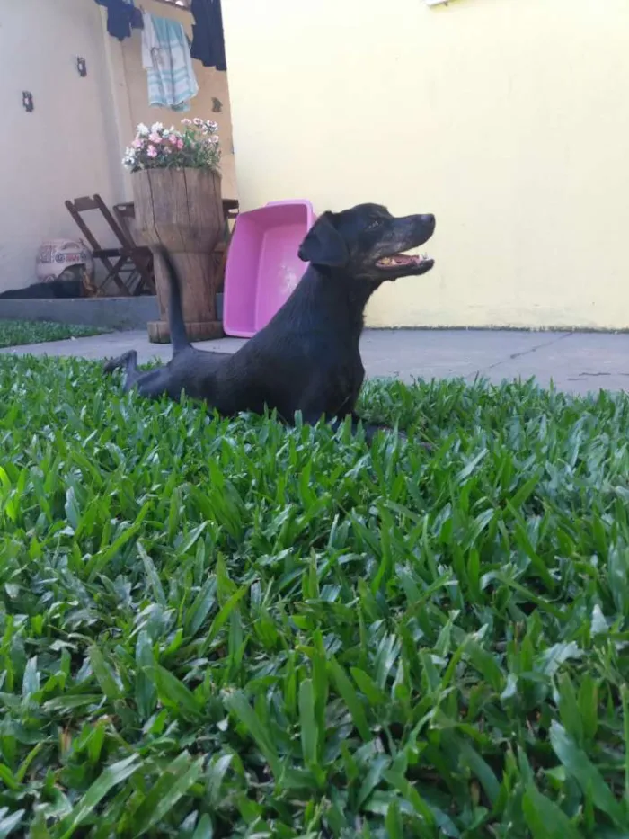 Cachorro ra a Especial idade 3 anos nome Farelo