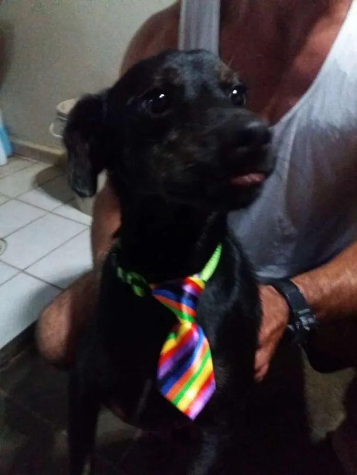 Cachorro ra a Especial idade 3 anos nome Farelo
