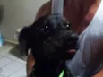 Farelo