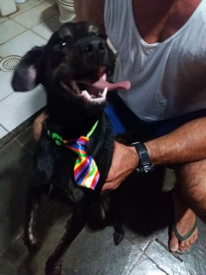 Cachorro ra a Especial idade 3 anos nome Farelo