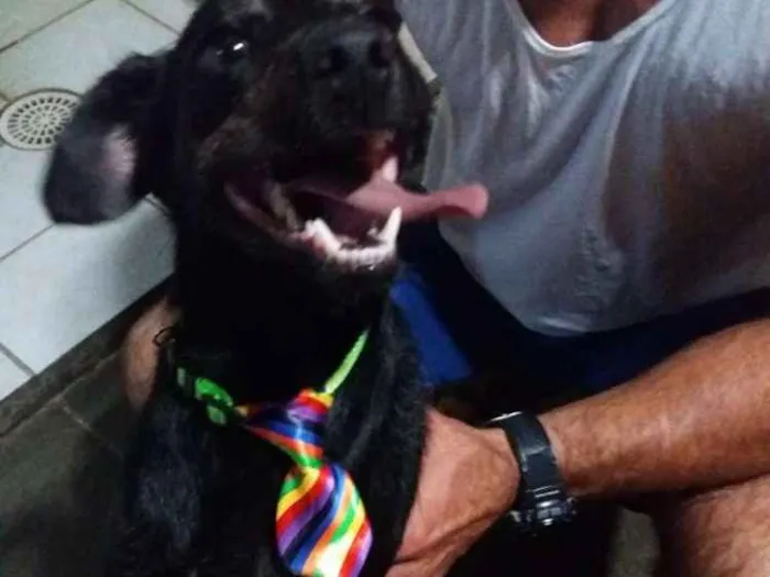 Cachorro ra a Especial idade 3 anos nome Farelo