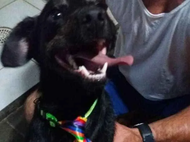 Cachorro ra a Especial idade 3 anos nome Farelo