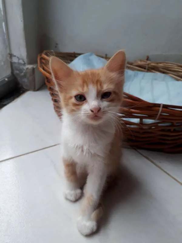 Gato raça  idade Abaixo de 2 meses nome garfield