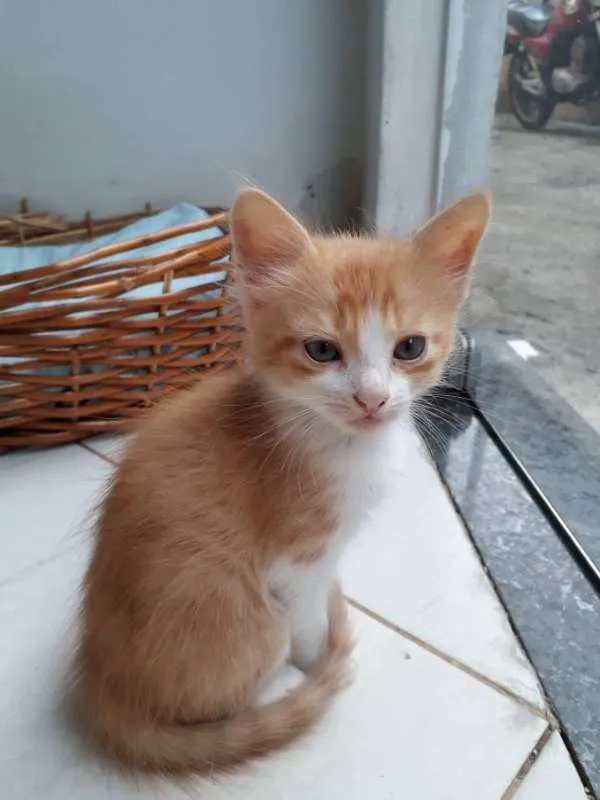 Gato raça  idade Abaixo de 2 meses nome garfield