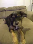 Dingo