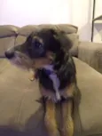 Dingo
