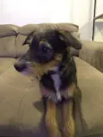 Dingo