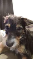 Dingo
