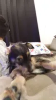 Dingo