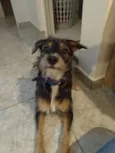 Dingo