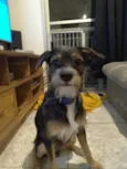 Dingo