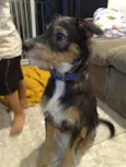 Dingo