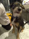 Dingo