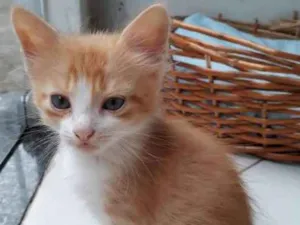 Gato raça  idade Abaixo de 2 meses nome garfield