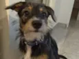 Dingo