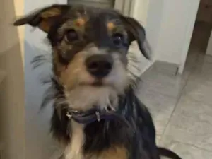 Cachorro raça SRD idade 2 a 6 meses nome Dingo