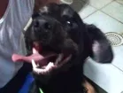 Cachorro raça Especial idade 3 anos nome Farelo