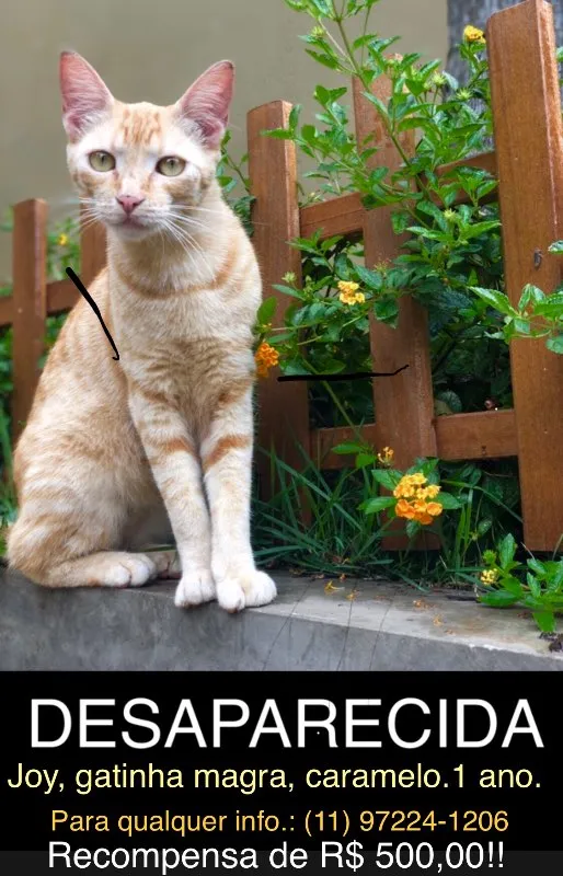 Gato ra a vira lata idade 1 ano nome JOI GRATIFICA