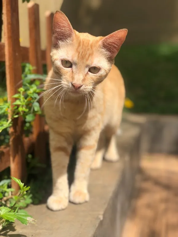 Gato ra a vira lata idade 1 ano nome JOI GRATIFICA