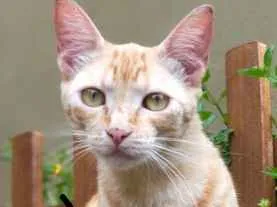 Gato raça vira lata idade 1 ano nome JOI GRATIFICA