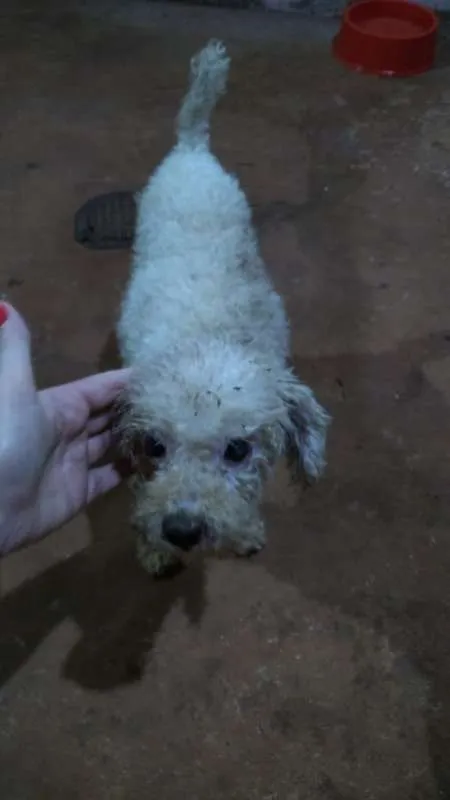 Cachorro ra a Poodle idade 2 a 6 meses nome NÃO SEI