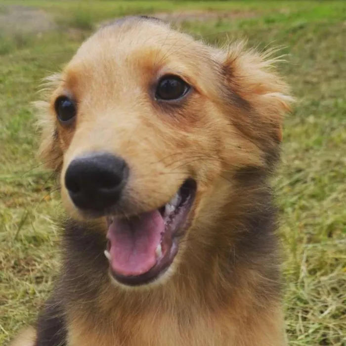 Cachorro ra a SRD idade 2 a 6 meses nome SANDY BABY