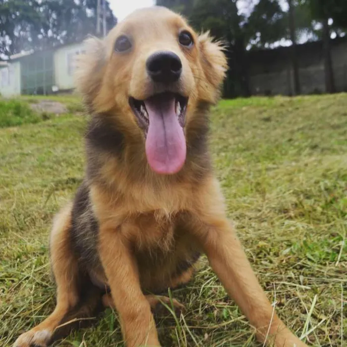 Cachorro ra a SRD idade 2 a 6 meses nome SANDY BABY