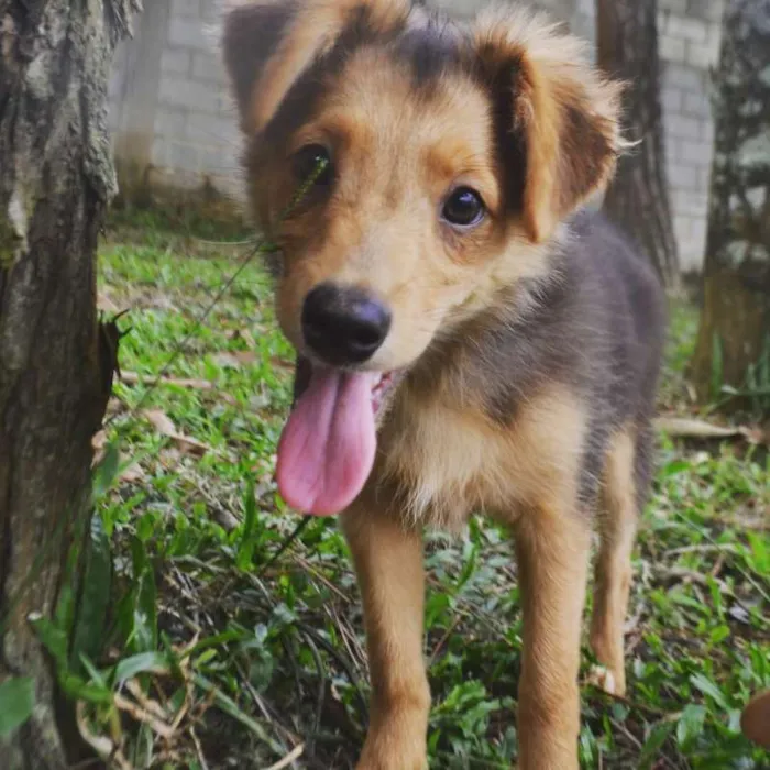 Cachorro ra a SRD idade 2 a 6 meses nome SANDY BABY