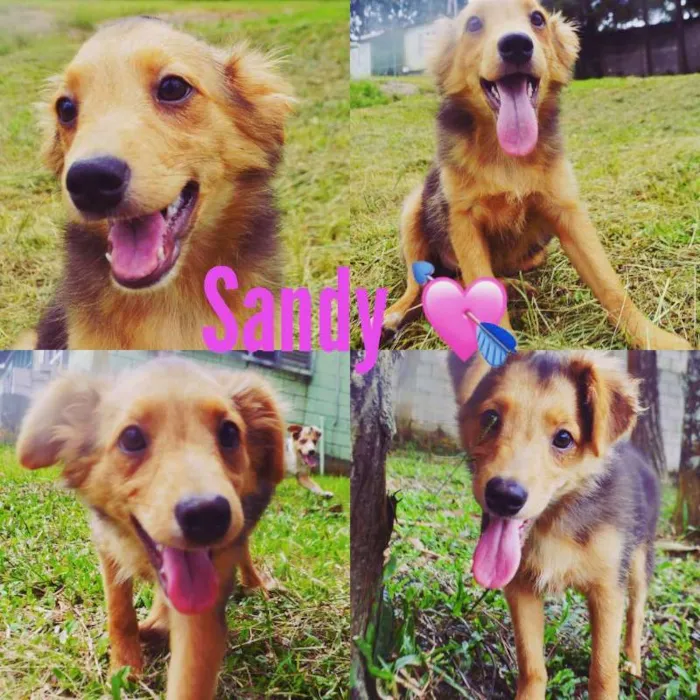 Cachorro ra a SRD idade 2 a 6 meses nome SANDY BABY