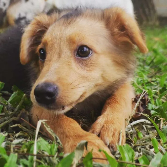 Cachorro ra a SRD idade 2 a 6 meses nome SANDY BABY