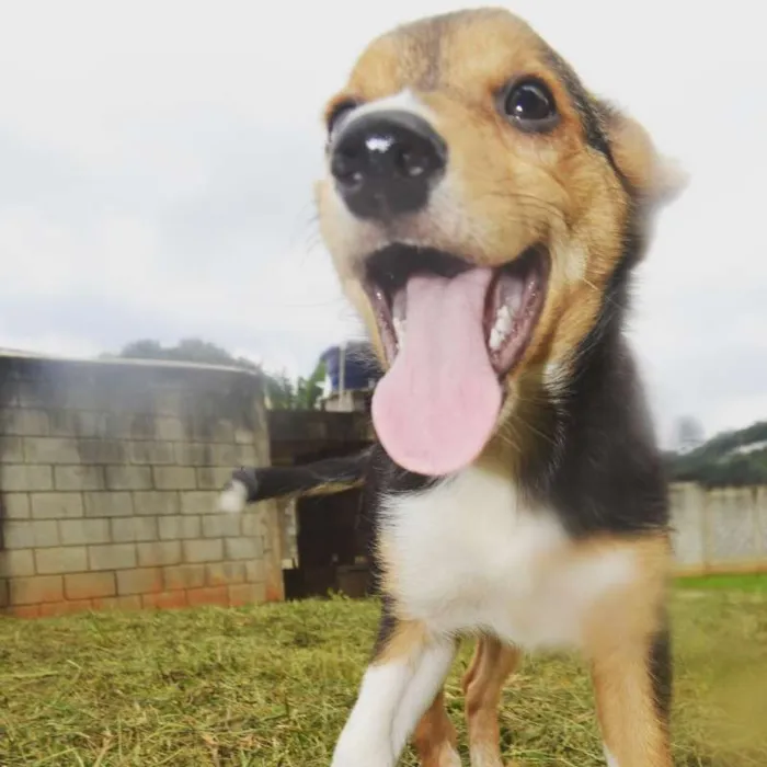 Cachorro ra a SRD idade 2 a 6 meses nome LUANA BABY