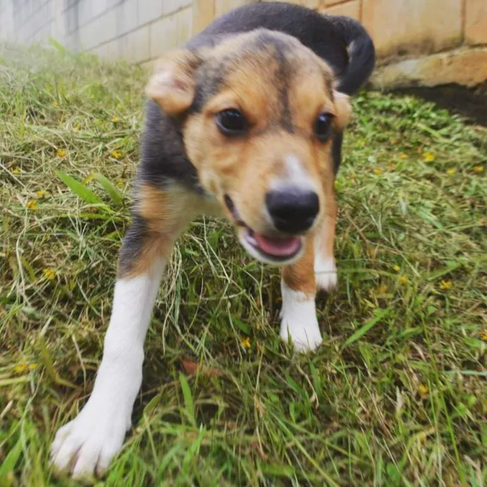Cachorro ra a SRD idade 2 a 6 meses nome LUANA BABY