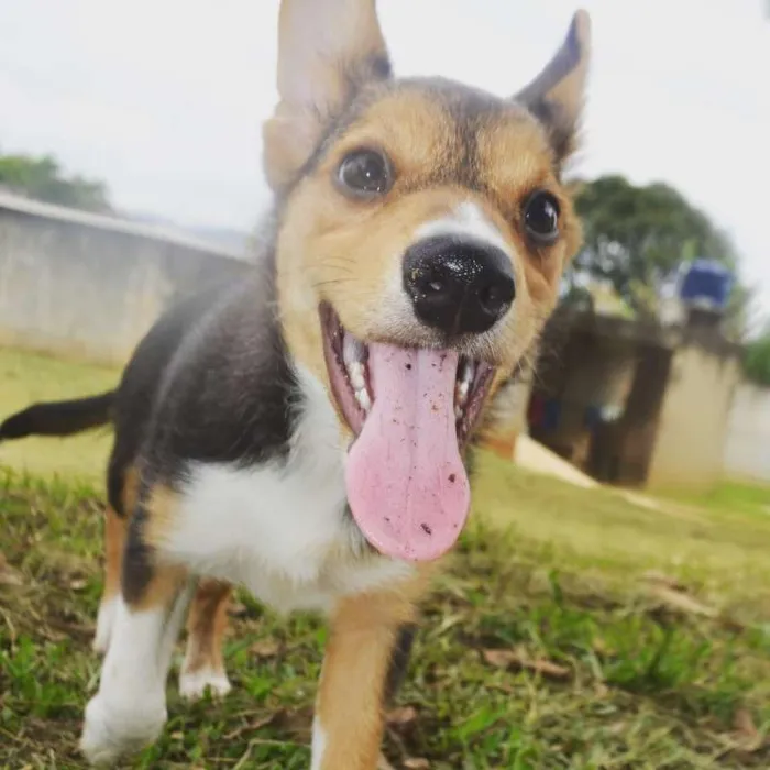 Cachorro ra a SRD idade 2 a 6 meses nome LUANA BABY