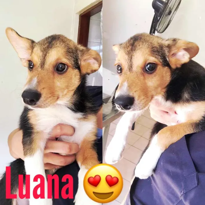 Cachorro ra a SRD idade 2 a 6 meses nome LUANA BABY
