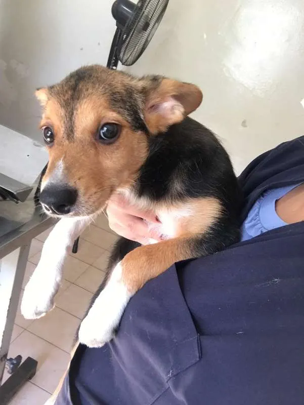 Cachorro ra a SRD idade 2 a 6 meses nome LUANA BABY