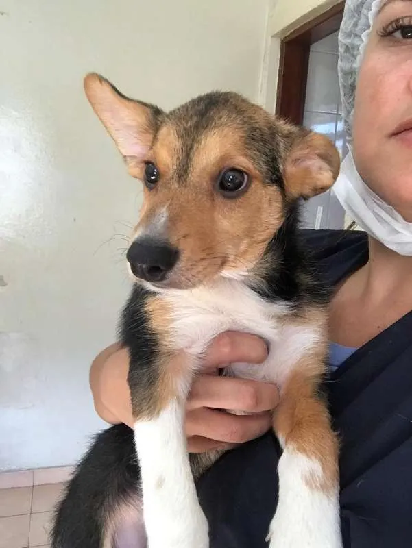 Cachorro ra a SRD idade 2 a 6 meses nome LUANA BABY