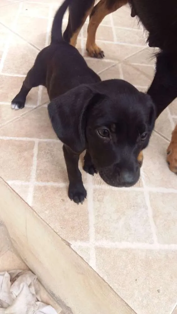 Cachorro ra a  idade Abaixo de 2 meses nome Rosinha e perola