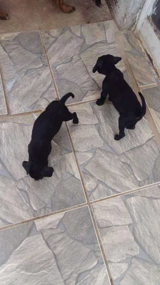 Cachorro ra a  idade Abaixo de 2 meses nome Rosinha e perola