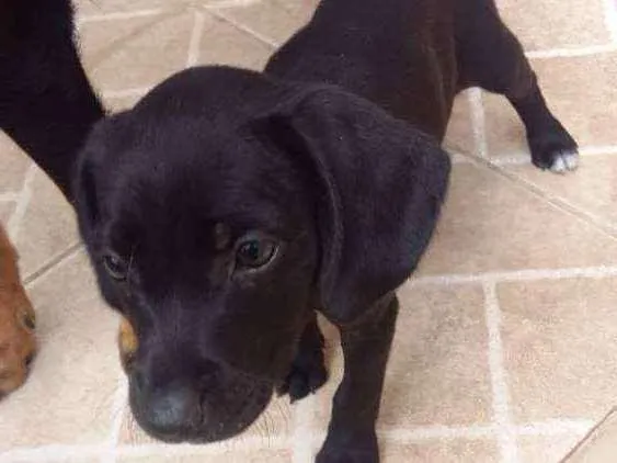 Cachorro ra a  idade Abaixo de 2 meses nome Rosinha e perola
