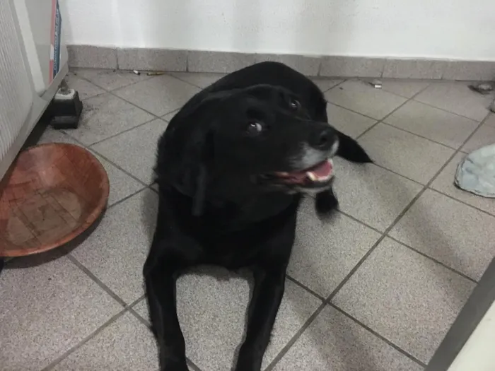 Cachorro ra a Vira-lata idade 6 ou mais anos nome Moon