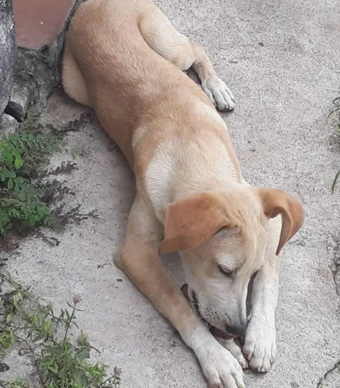 Cachorro ra a Não sei idade 7 a 11 meses nome Por escolher 