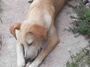 Cachorro raça Não sei idade 7 a 11 meses nome Por escolher 