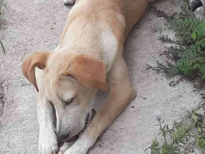 Cachorro ra a Não sei idade 7 a 11 meses nome Por escolher 
