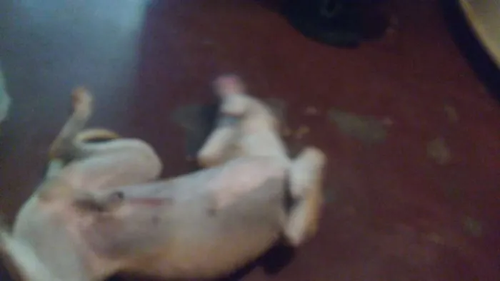 Cachorro raça American staffordshire terrier idade 5 anos nome thor