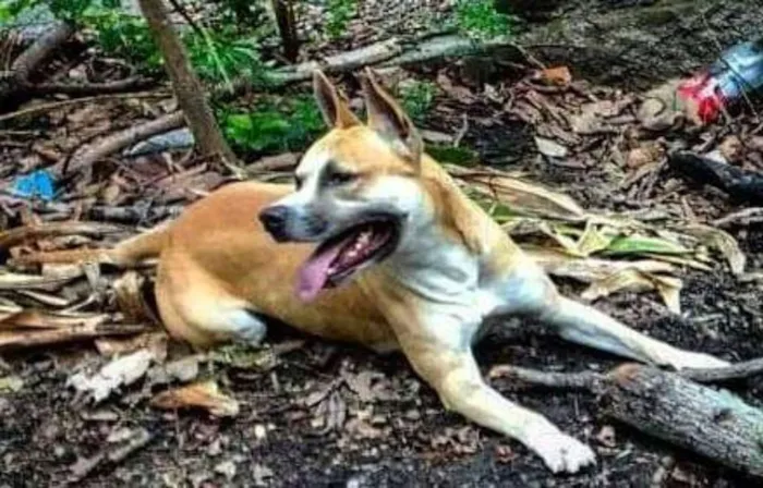 Cachorro raça American staffordshire terrier idade 5 anos nome thor