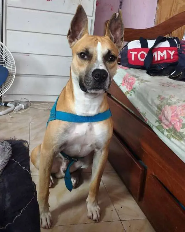 Cachorro raça American staffordshire terrier idade 5 anos nome thor